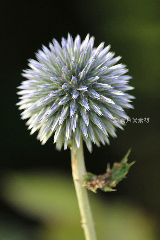 花园里的海冬青花/蓝色杏兰花